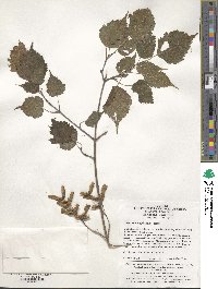 Acer stachyophyllum image