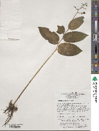 Maianthemum japonicum image