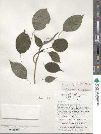 Helwingia japonica image