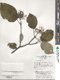 Cornus macrophylla image
