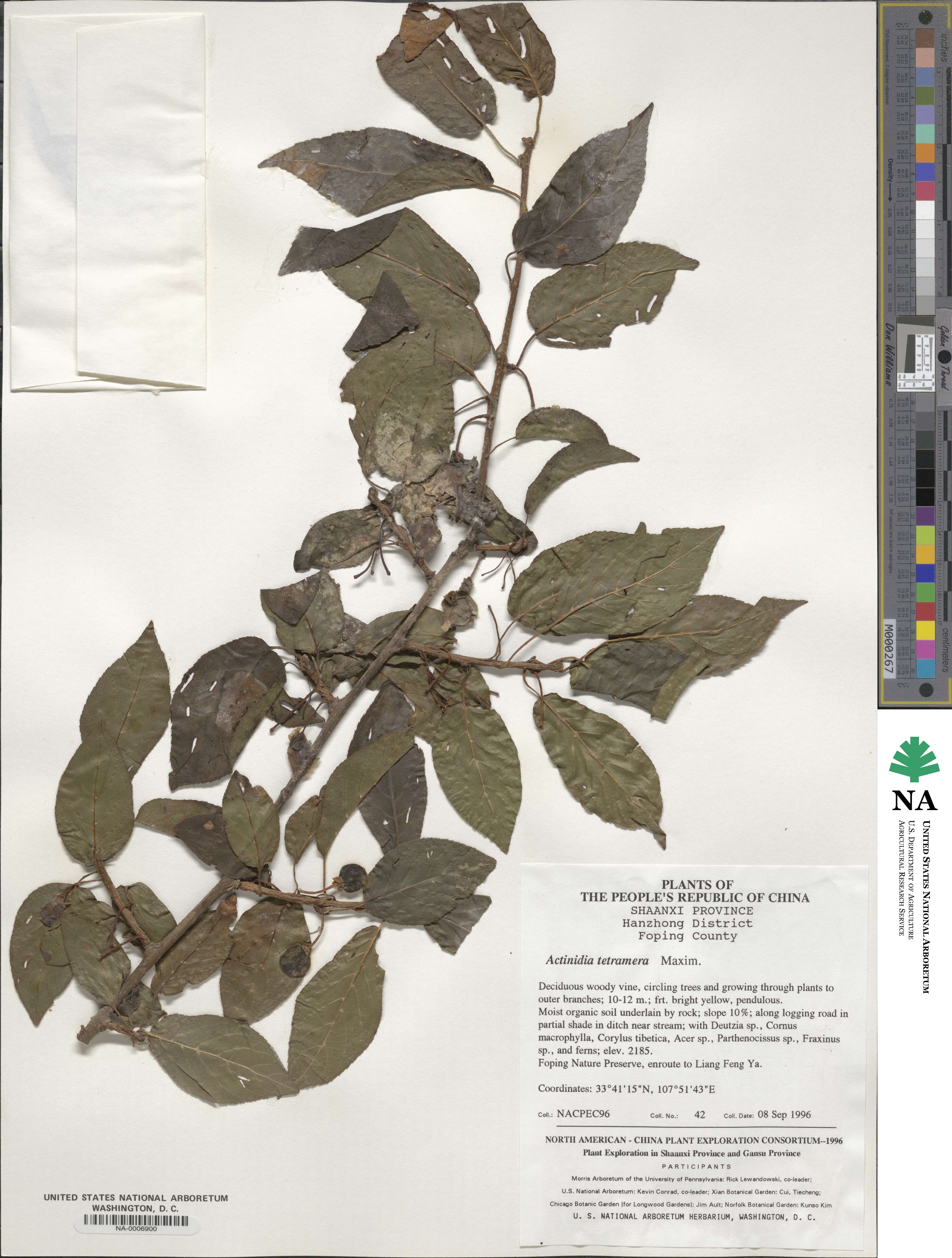 Actinidia tetramera image