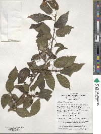 Actinidia tetramera image