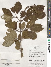 Syringa komarowii image