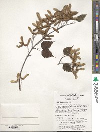 Acer stachyophyllum image