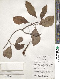 Schisandra sphenanthera image