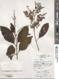 Syringa komarowii image