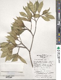 Pittosporum rehderianum image