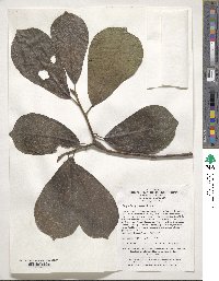 Magnolia acuminata image