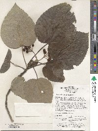 Idesia polycarpa image