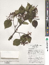 Viburnum betulifolium image