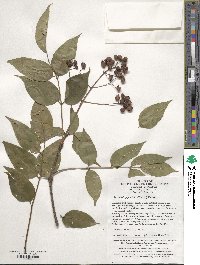 Euonymus japonicus image