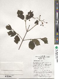 Image of Viburnum dilatatum