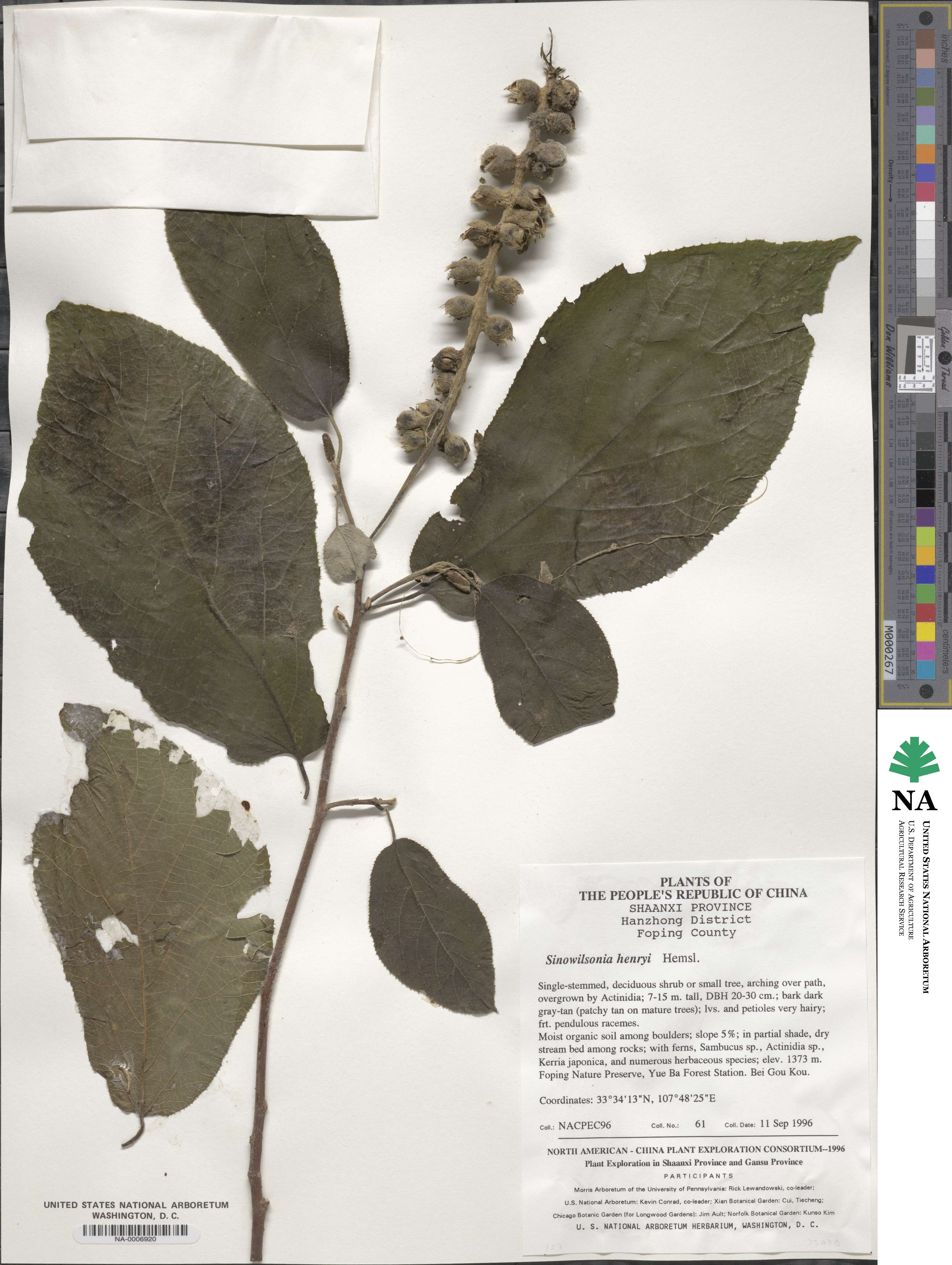 Sinowilsonia henryi image