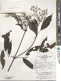 Sambucus adnata image