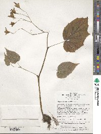 Begonia grandis image