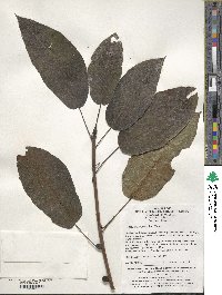 Ficus heteromorpha image