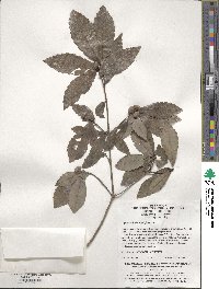 Quercus serrata image