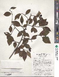 Cotoneaster multiflorus image