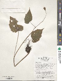 Begonia grandis image