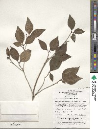 Rhododendron mariesii image