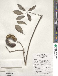 Image of Stauntonia grandiflora