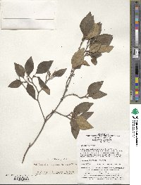 Rhododendron mariesii image