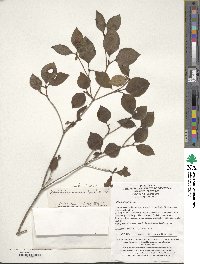 Rhododendron mariesii image