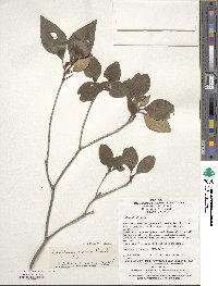 Rhododendron mariesii image