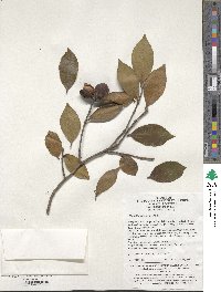 Camellia oleifera image