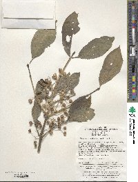 Euonymus grandiflorus image