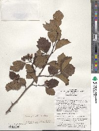 Crataegus wilsonii image