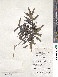 Zanthoxylum stenophyllum image