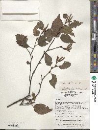 Betula utilis image