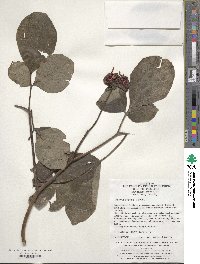 Paeonia obovata image