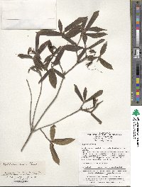 Rhododendron simsii image