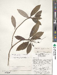 Rhododendron hypoglaucum image