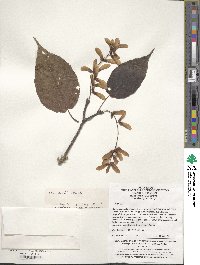 Acer davidii image