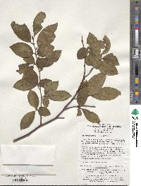 Stewartia sinensis image