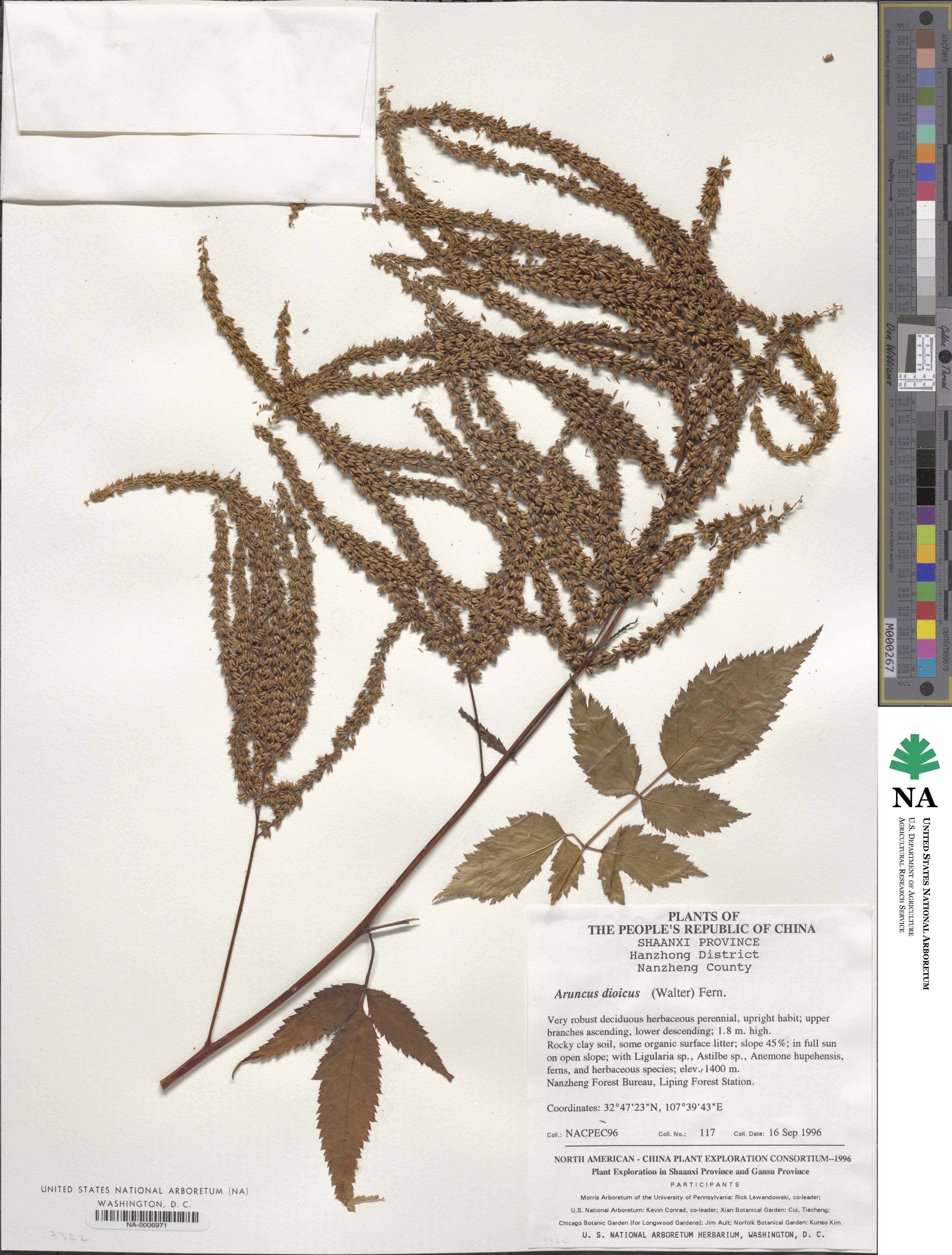 Aruncus image