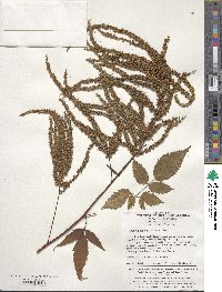 Aruncus dioicus image