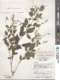 Lespedeza buergeri image