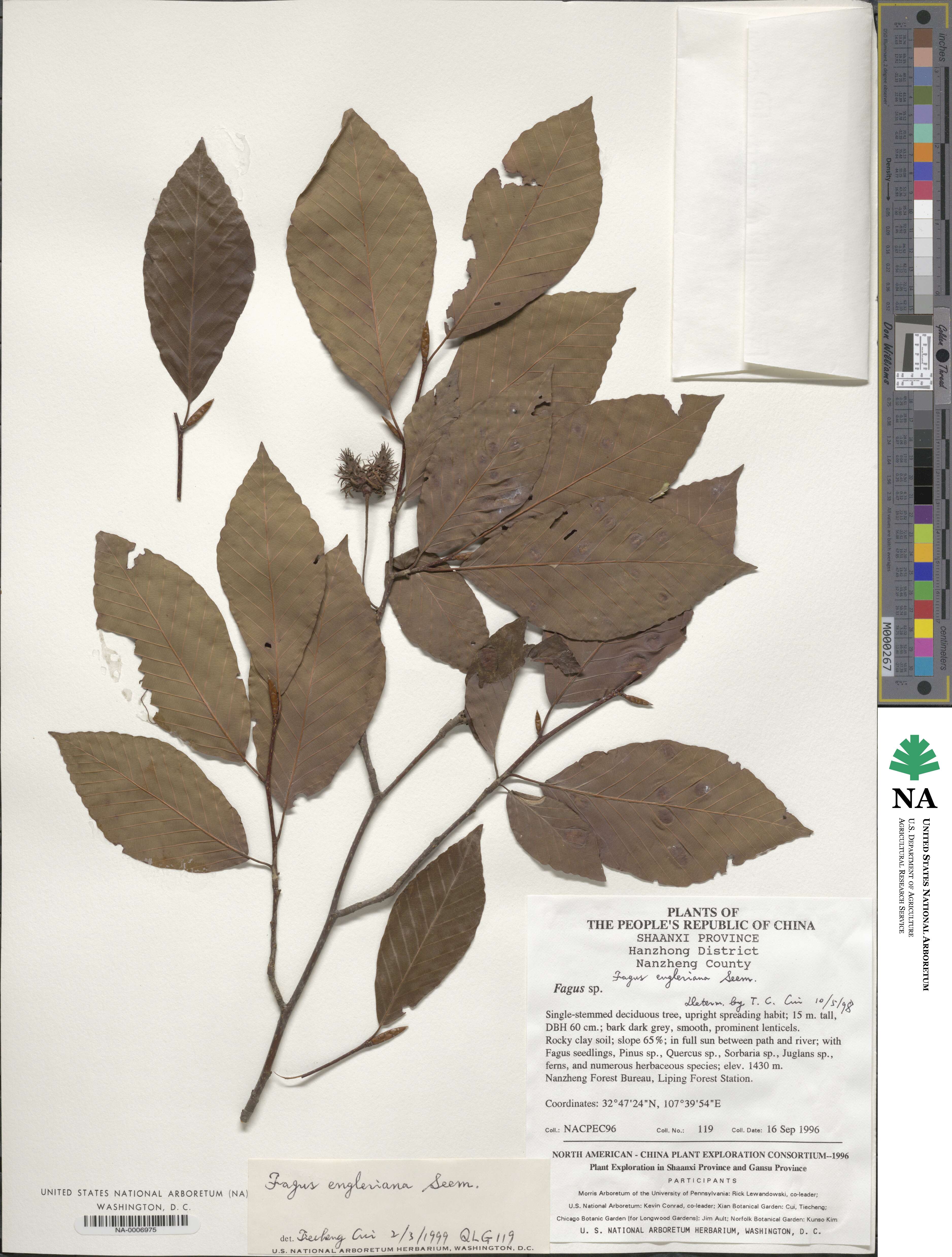 Fagus engleriana image