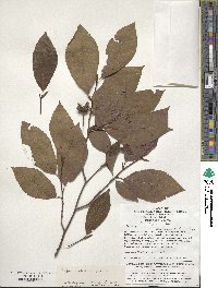 Fagus engleriana image