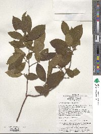 Stewartia sinensis image