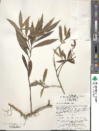 Sarcococca hookeriana image