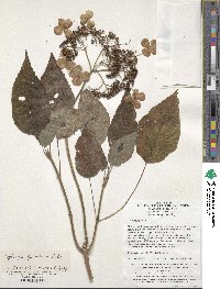 Hydrangea longipes image