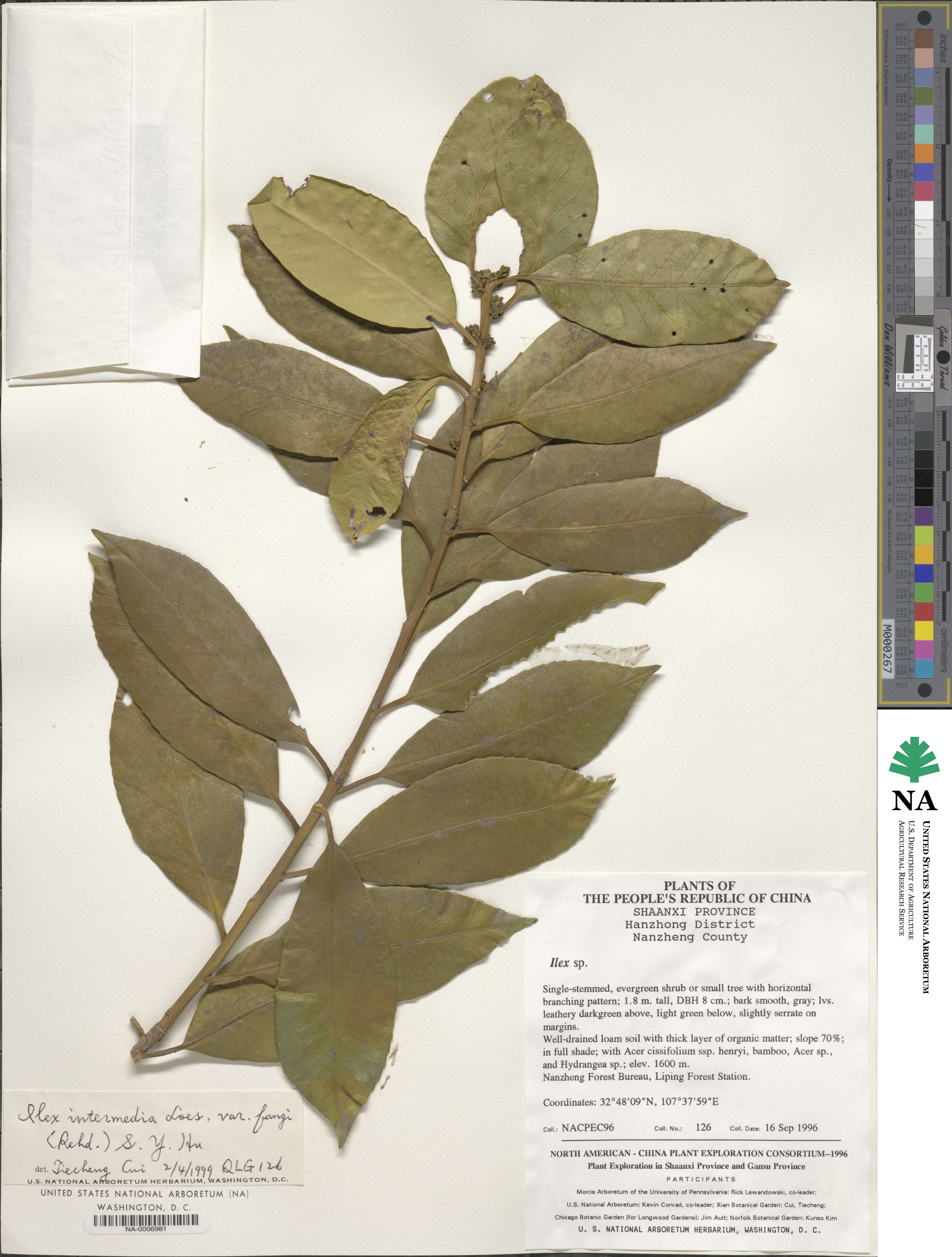 Ilex intermedia var. fangii image