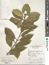 Ilex intermedia var. fangii image