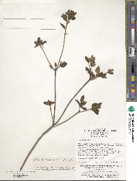 Rhododendron simsii image