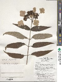 Image of Hydrangea strigosa